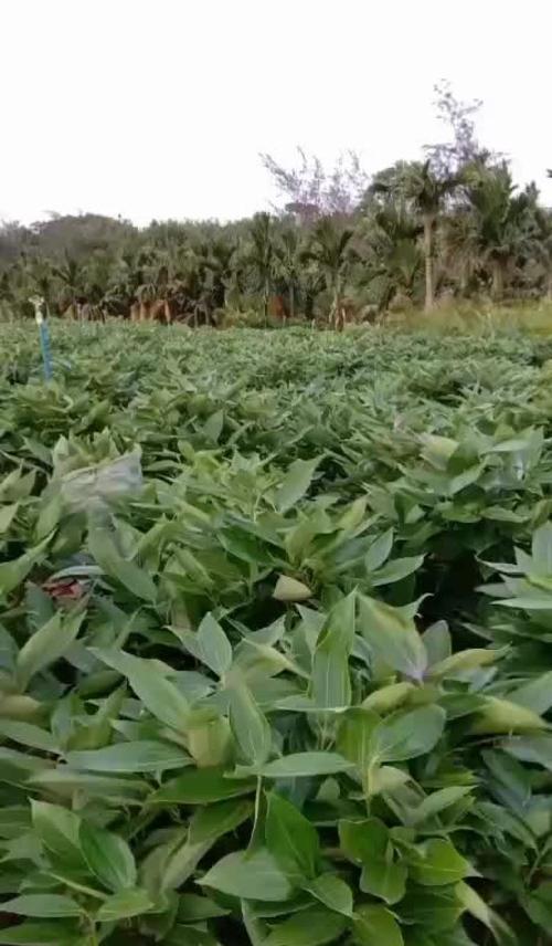 平安树是原生植物吗？其原生特性有哪些？