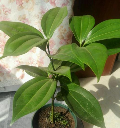 平安树是原生植物吗？其原生特性有哪些？