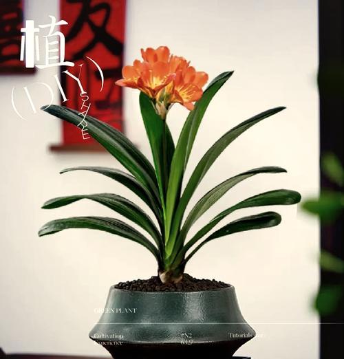 君子兰大棚种植的步骤是什么？