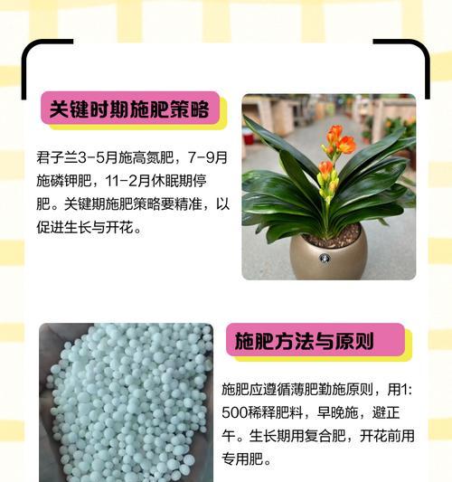 君子兰大棚种植的步骤是什么？
