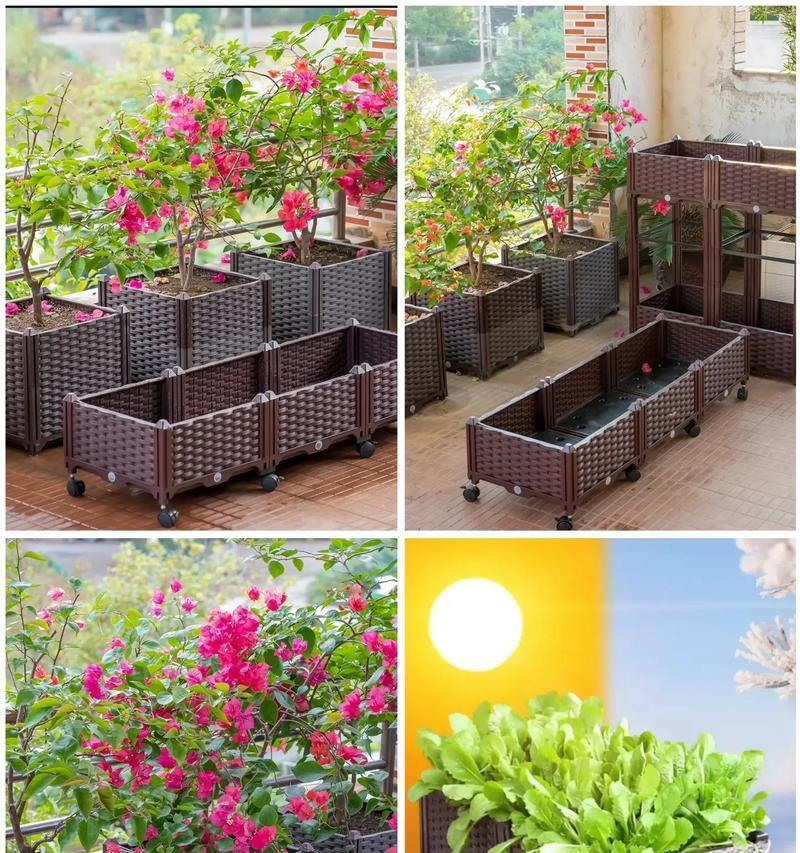杭州阳台花箱种什么植物？如何选择适合杭州气候的植物？