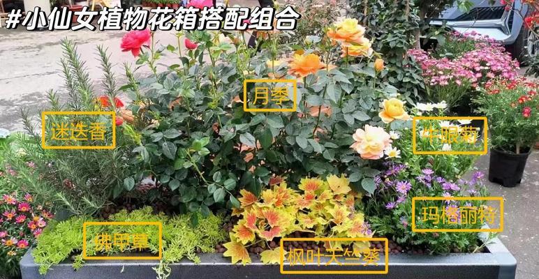 杭州阳台花箱种什么植物？如何选择适合杭州气候的植物？