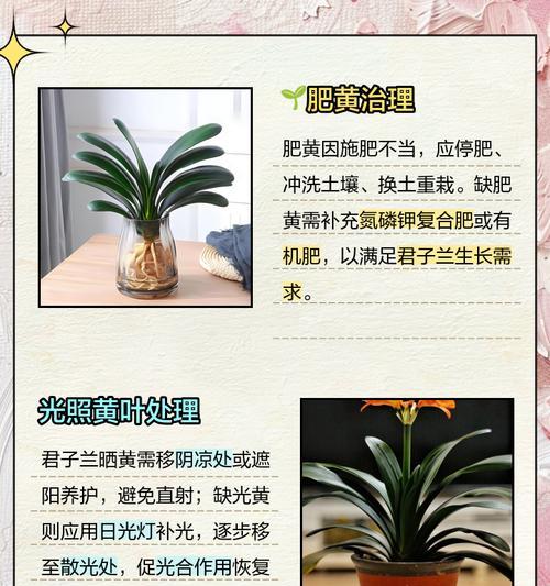 君子兰叶片出现黄色斑点的原因是什么？