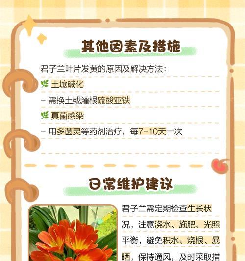 君子兰叶片出现黄色斑点的原因是什么？