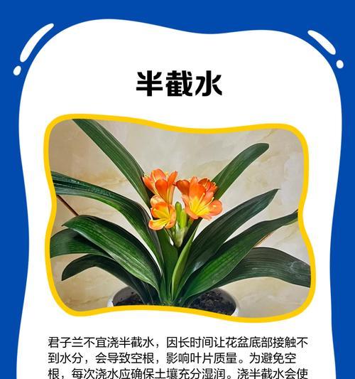 君子兰怎么浇最好的水？君子兰浇水的最佳方法是什么？