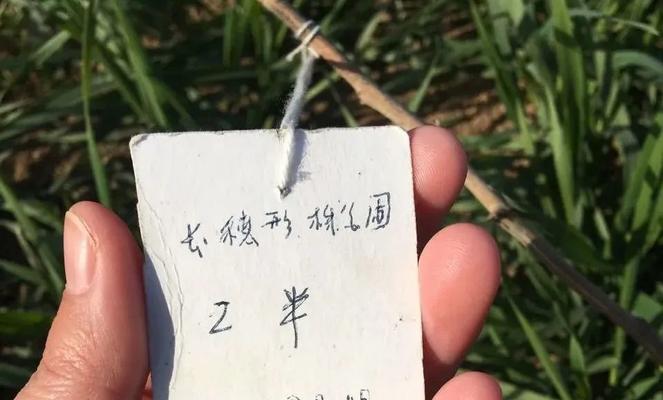 目前有哪些品类暂时不能播种？