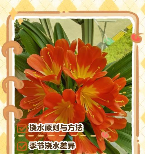 君子兰修剪的最佳时机是什么时候？