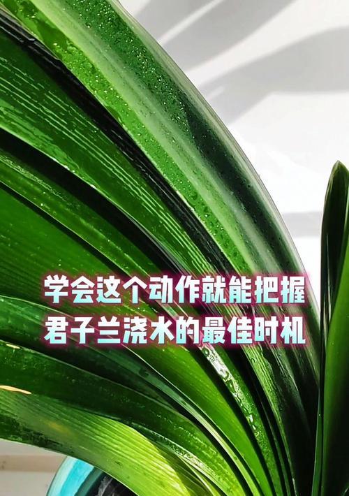 君子兰修剪的最佳时机是什么时候？