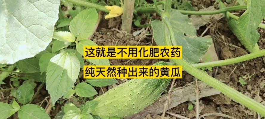 自制青瓜皮肥料的方法和好处是什么？