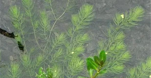 水生植物种植方法有哪些？农业中水生植物种植的好处是什么？