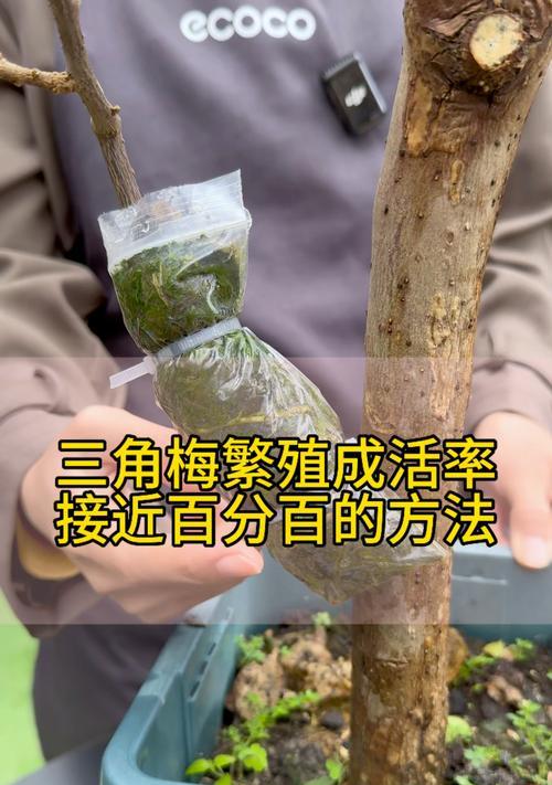三角梅扦插苗的正确养护方式？