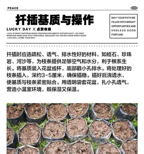 三角梅扦插苗的正确养护方式？