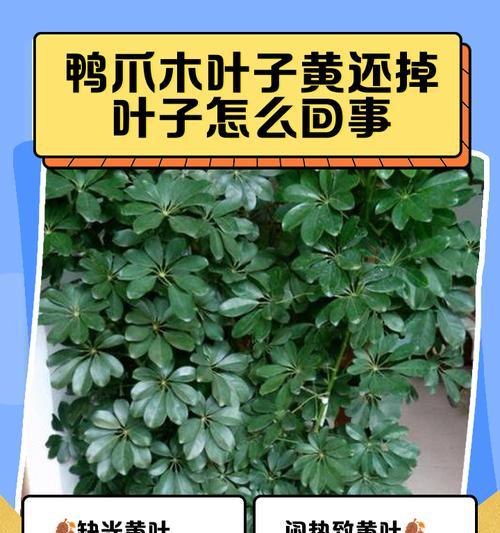 鹅掌柴叶子发黄掉落怎么办？有效处理方法是什么？