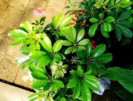 鹅掌柴叶子发黄掉落怎么办？有效处理方法是什么？