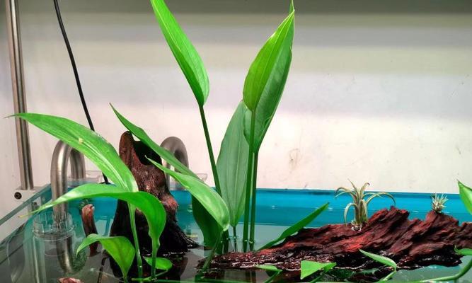挺水观赏植物有哪些种类？特点和养护方法是什么？