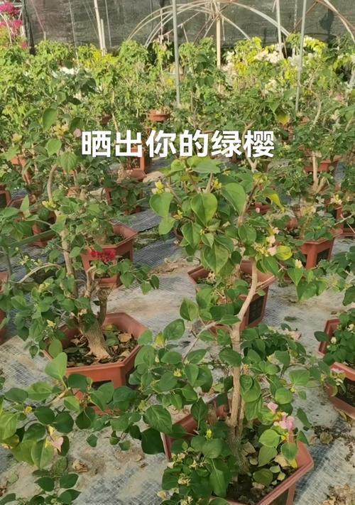 三角梅老桩的培育方法是什么？