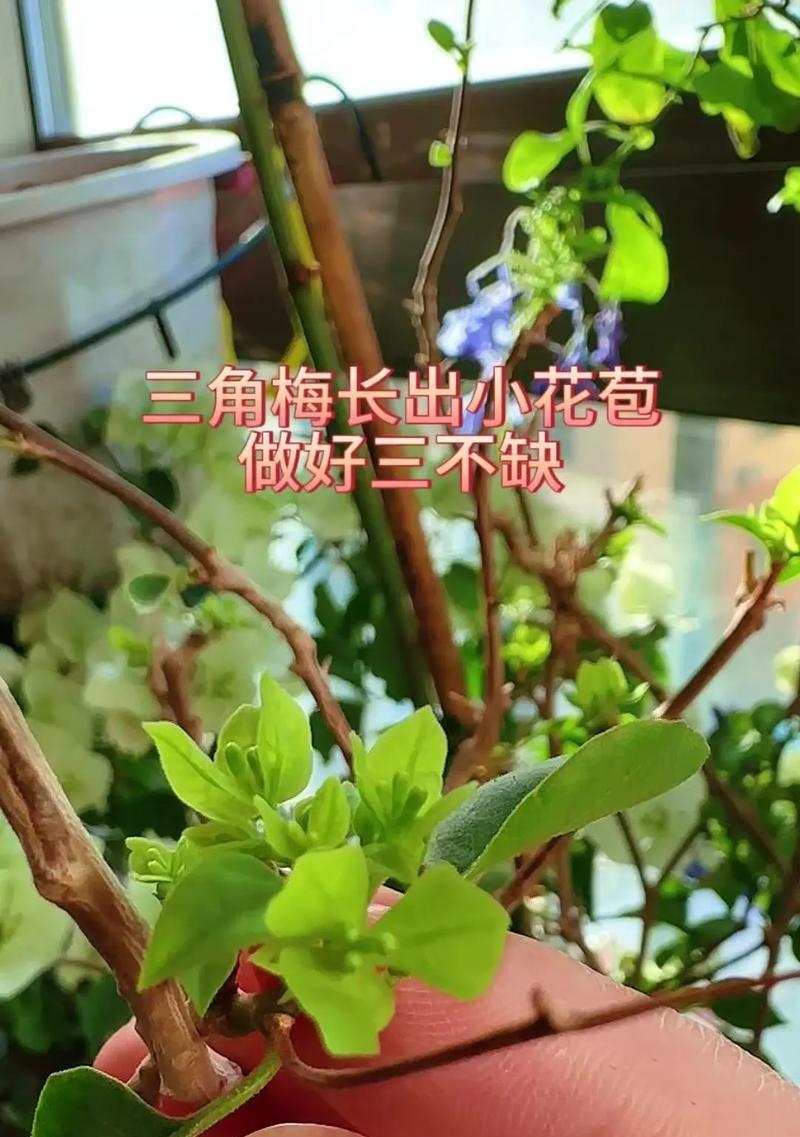 三角梅老桩的培育方法是什么？
