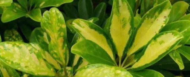 植物叶子卷曲发黄的可能原因是什么？