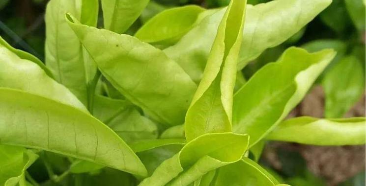 植物叶子卷曲发黄的可能原因是什么？