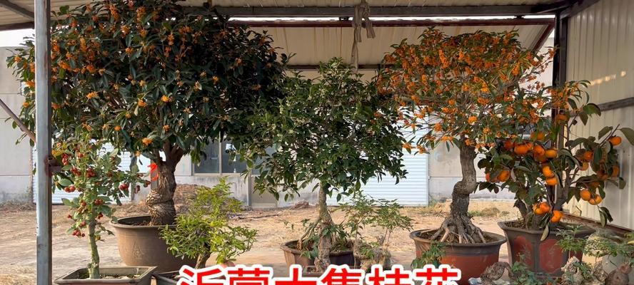 桂花桌面盆景摆放的最佳位置是什么？