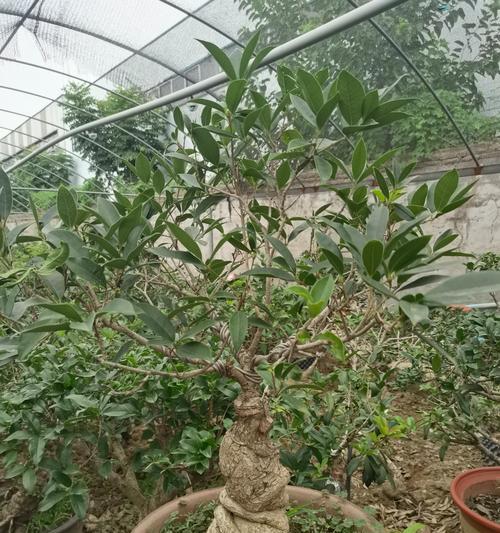 桂花桌面盆景摆放的最佳位置是什么？