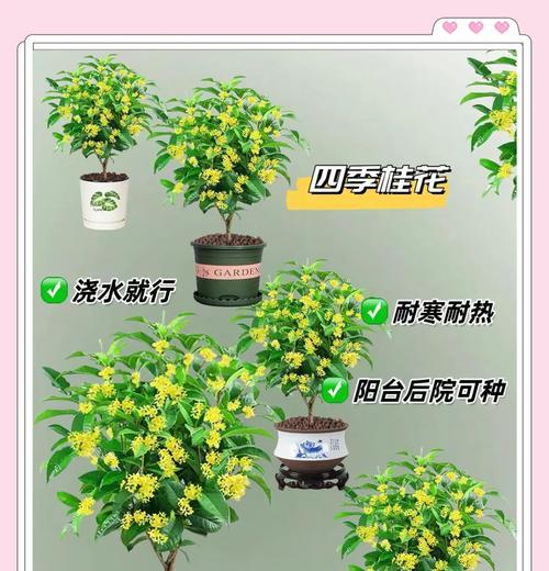 桂花桌面盆景摆放的最佳位置是什么？