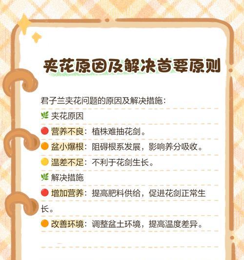 君子兰锦化了怎么办？如何处理？