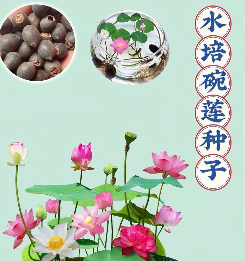 水培荷花盆景的养护方法是什么？如何保持其美观？