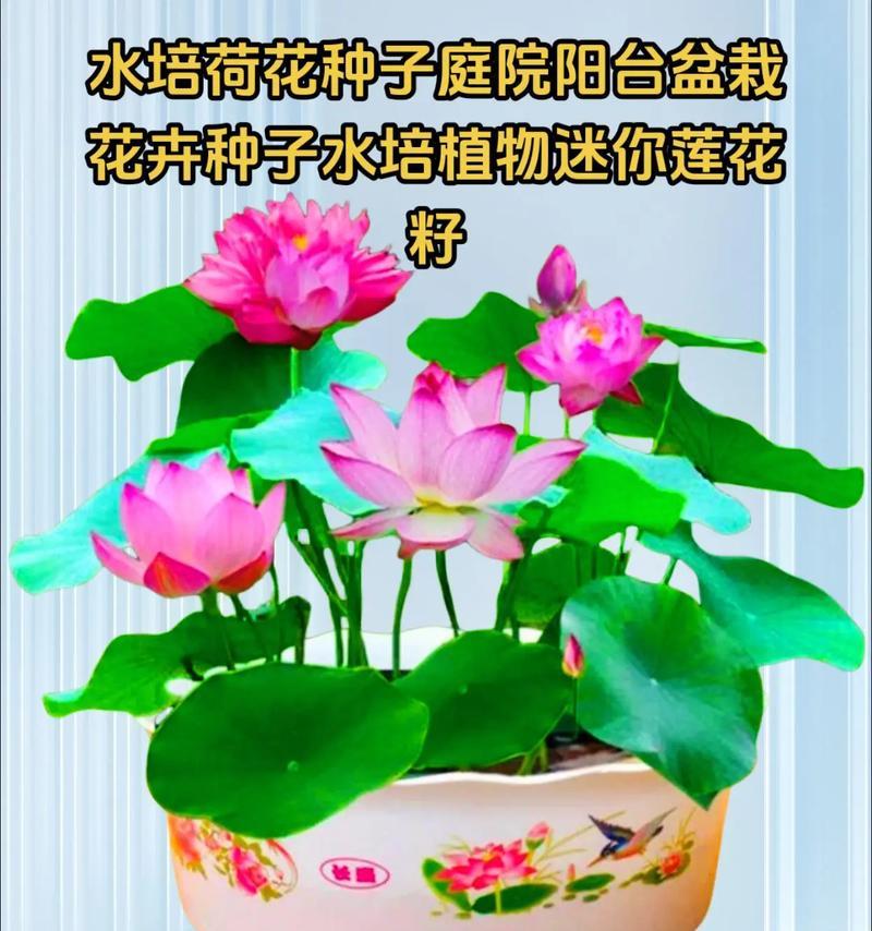 水培荷花盆景的养护方法是什么？如何保持其美观？