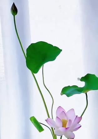 水培荷花盆景的养护方法是什么？如何保持其美观？