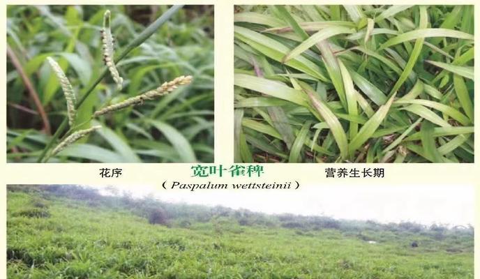 宽叶草叶子发黄干叶怎么办？如何诊断和解决宽叶草的问题？