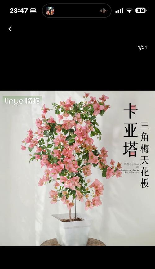 使用蚕粪作为肥料养三角梅的方法是什么？