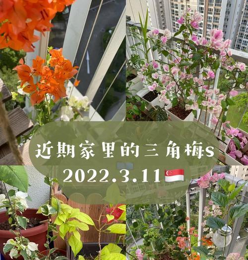 使用蚕粪作为肥料养三角梅的方法是什么？