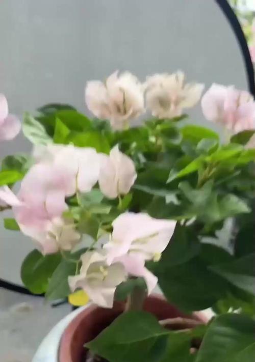 使用蚕粪作为肥料养三角梅的方法是什么？
