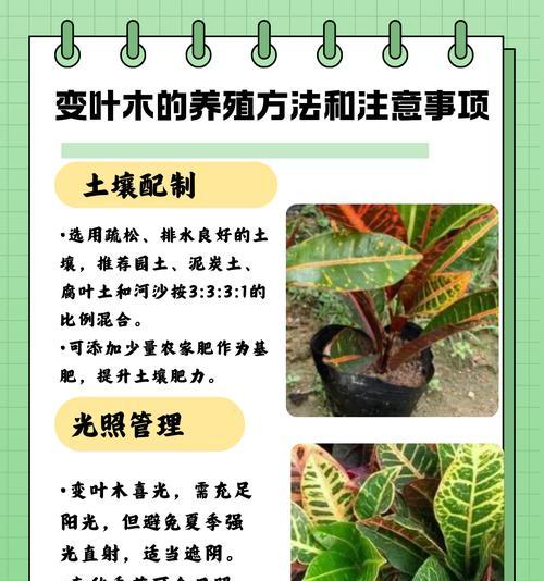 木本植物卷叶的处理方法是什么？