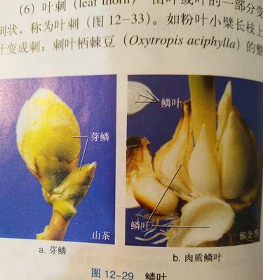 木本植物卷叶的处理方法是什么？