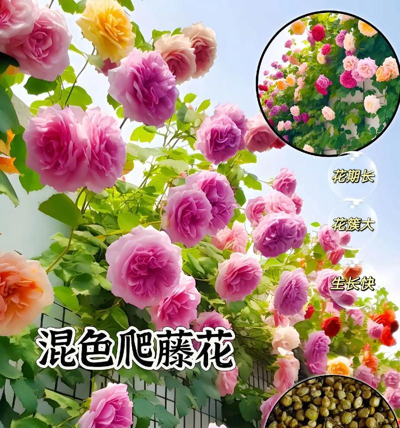 家里养藤本月季怎么养？有哪些技巧？