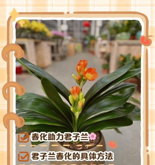 君子兰黑碎花的养护方法有哪些？