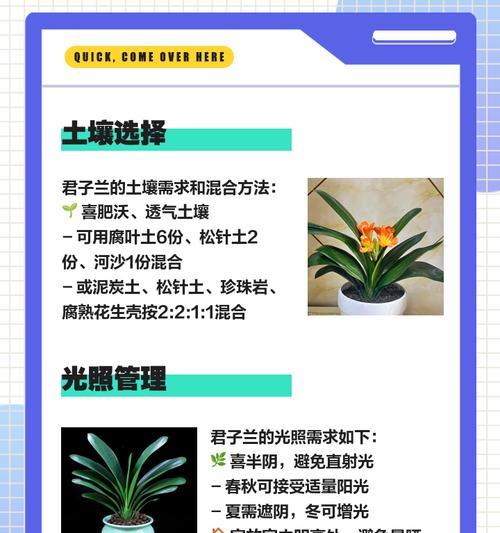 君子兰黑碎花的养护方法有哪些？
