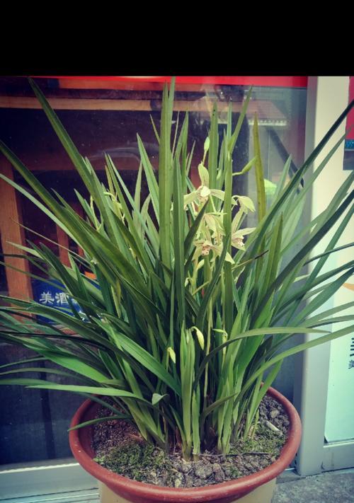 荷花和君子兰是同一种花吗？