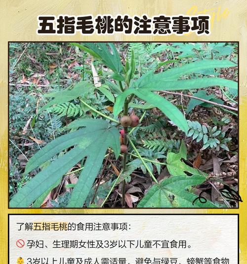 五指草是什么？水生植物五指草有哪些特点？