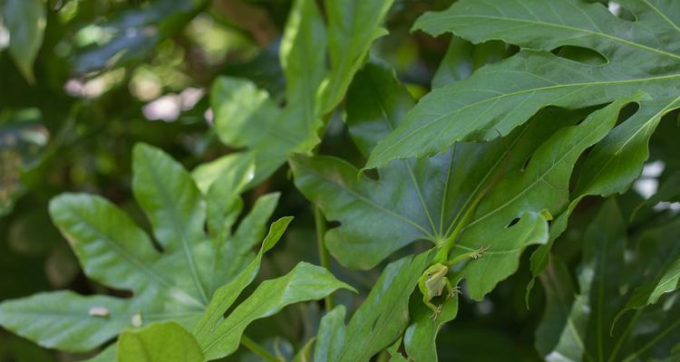 五指草是什么？水生植物五指草有哪些特点？