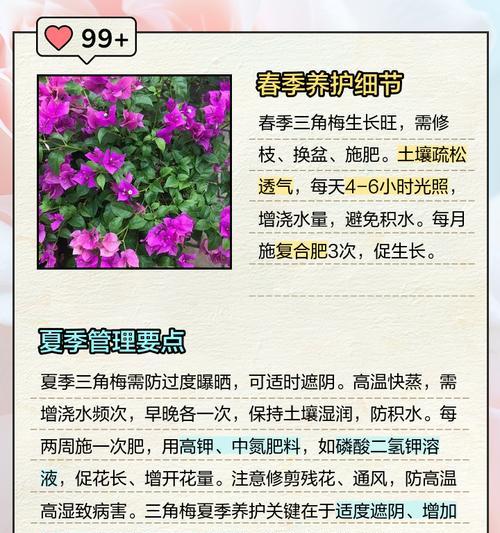 毕节地区种植三角梅的注意事项有哪些？