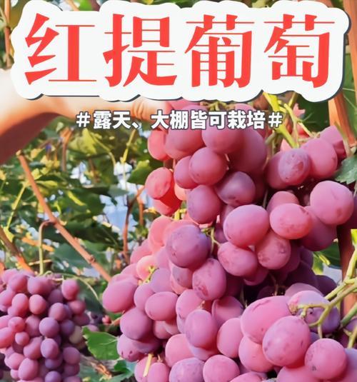 大粒葡萄栽培技术要点是什么？如何提高产量？