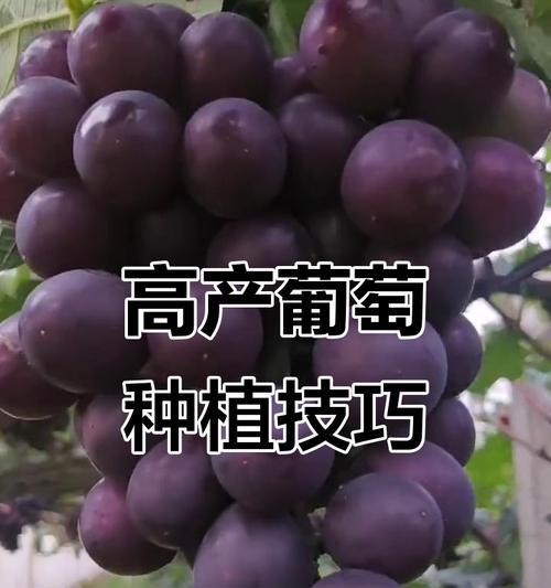 大粒葡萄栽培技术要点是什么？如何提高产量？