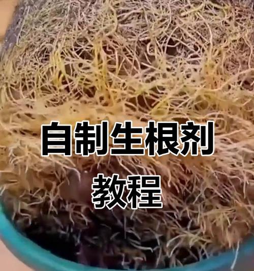 黄豆自制生根水肥料？自制方法和使用效果如何？