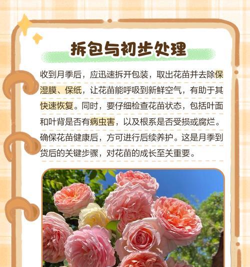 月季松垮如何养护？有哪些技巧？