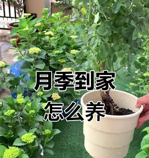 月季松垮如何养护？有哪些技巧？