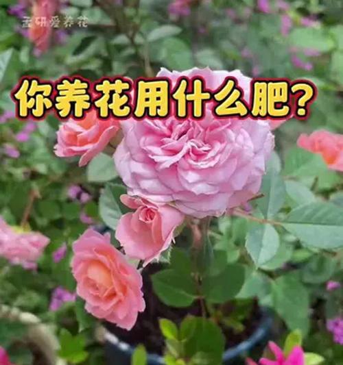 月季松垮如何养护？有哪些技巧？