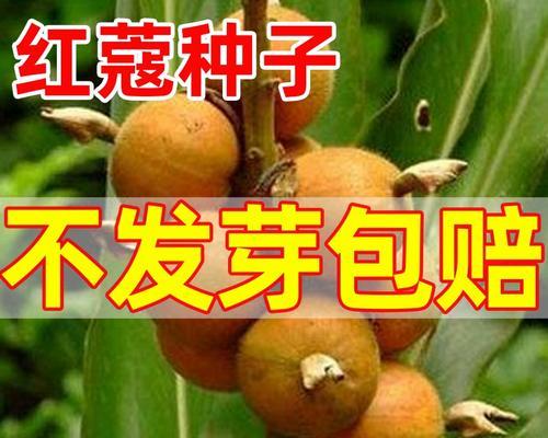 白蔻栽培技术特点是什么？